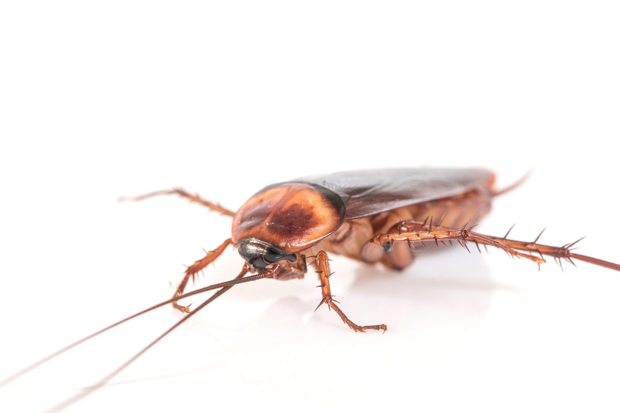Paladin Pest Control LLC